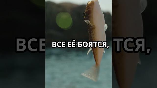 Выпуск рыбы-пузыря обратно в воду Выпуск рыбы-пузыря обратно в воду