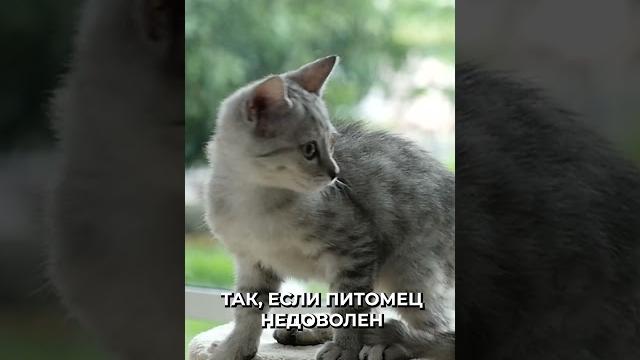 Почему котики машут хвостом? #новости #рекомендации Почему котики машут хвостом? #новости #рекомендации