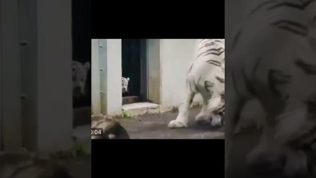 Комикс про тигров Комикс про тигров