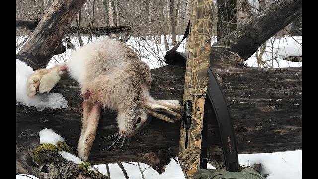 Охота на зайца 26.02.22 г. Добрал подранка через неделю ! Стрельба по лисам ! Отличный день ! Охота на зайца 26.02.22 г. Добрал подранка через неделю ! Стрельба по лисам ! Отличный день !