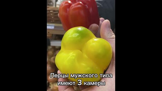 Как вырастить перец из магазина Как вырастить перец из магазина