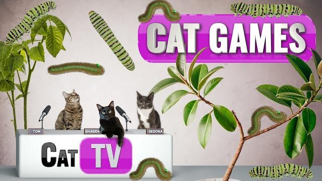 CAT TV | Caterpillar Zen Garden: Serene Scenes for Feline Relaxation | Videos For Cats to Watch CAT TV | Caterpillar Zen Garden: Serene Scenes for Feline Relaxation | Videos For Cats to Watch