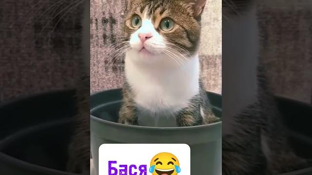 РАЗГОВОР НАСТОЯЩЕГО МУЖИКА #юмор #приколы РАЗГОВОР НАСТОЯЩЕГО МУЖИКА #юмор #приколы
