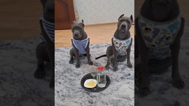 #питбуль #Собачий алкоголизм #апбт#apbt# #pitbulllove #крым #shorts #рекомендации #топ #видео #питбуль #Собачий алкоголизм #апбт#apbt# #pitbulllove #крым #shorts #рекомендации #топ #видео