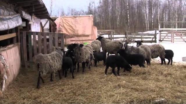 Как говорят животные. Развивающий мультик для детей Как говорят животные. Развивающий мультик для детей