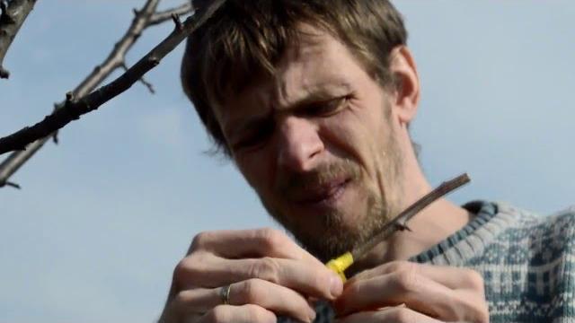 Прививка сливы Мастер класс Прививка сливы Мастер класс