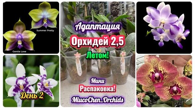 НОВИНКИ! Вот это кустик приехал!🫣Адаптация #орхидеи летом. Жизнь орхидеи от Lioulin Orchids #flowers НОВИНКИ! Вот это кустик приехал!🫣Адаптация #орхидеи летом. Жизнь орхидеи от Lioulin Orchids #flowers