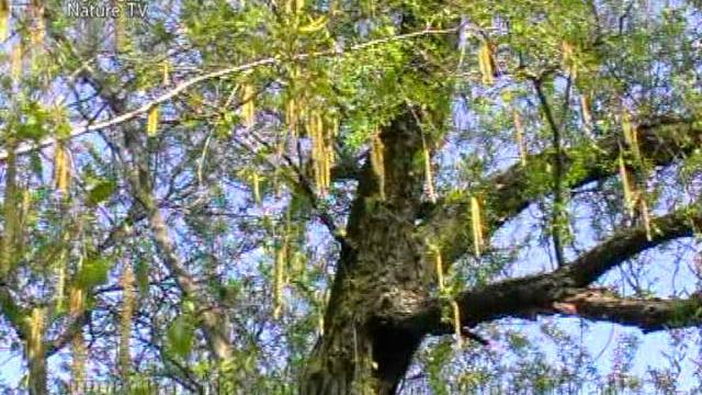 цветение берёзы - весна - природа Украины.mpg цветение берёзы - весна - природа Украины.mpg