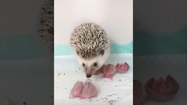 Самые Милые Смешные Ежики! Веселая Подборка! // The Most Cute Funny Hedgehogs! Cheerful Selection! Самые Милые Смешные Ежики! Веселая Подборка! // The Most Cute Funny Hedgehogs! Cheerful Selection!