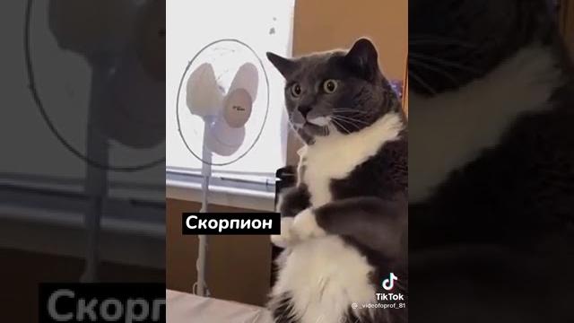 знаки зодиака из тик ток знаки зодиака из тик ток
