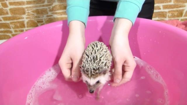Купаем ежика!! SPA for Hedgehog Купаем ежика!! SPA for Hedgehog