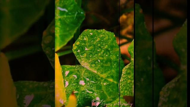 Live Photography of leaf🪴#shorts #flowers #flowerimages #photography #nature #music #camera Live Photography of leaf🪴#shorts #flowers #flowerimages #photography #nature #music #camera