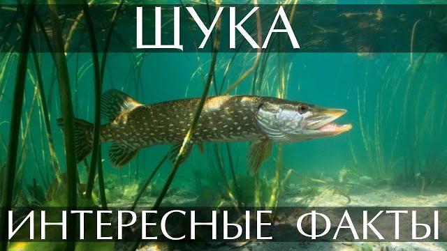 Щука - интересные факты Щука - интересные факты