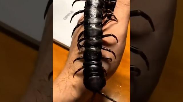 amazing animal transformation video #transformation #animaltransformation #amazing #animals #shorts amazing animal transformation video #transformation #animaltransformation #amazing #animals #shorts