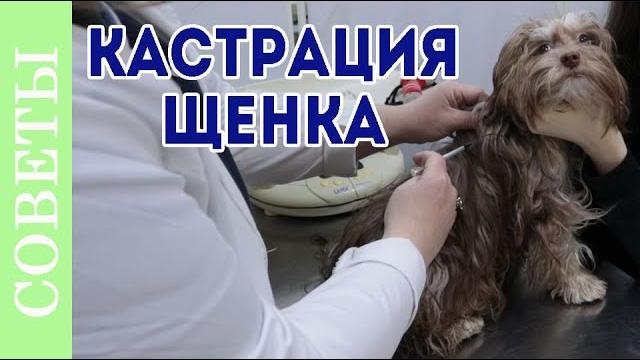 Кастрация собак. Для чего кастрировать щенка Кастрация собак. Для чего кастрировать щенка