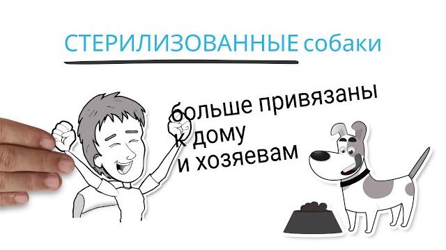 Зачем нужно стерилизовать собаку Зачем нужно стерилизовать собаку
