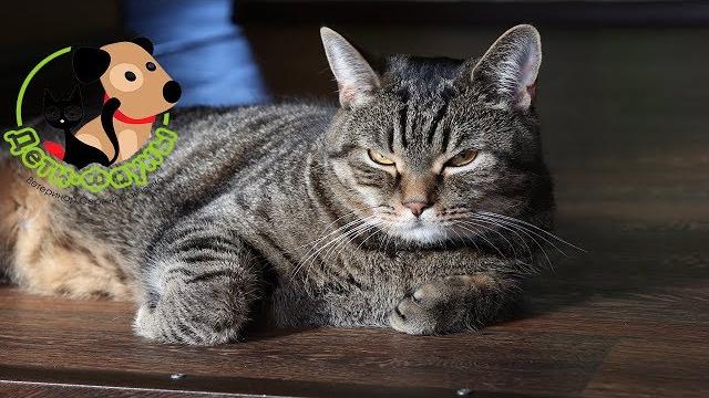 Мочекаменная болезнь у котов. Кот писает кровью! Мочекаменная болезнь у котов. Кот писает кровью!