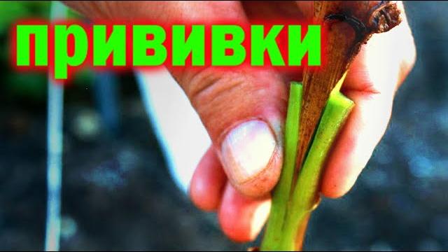 Прививка винограда - секреты и тонкости! Прививка винограда - секреты и тонкости!