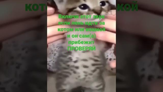 как позвать кошку легко не встовая с девана как позвать кошку легко не встовая с девана