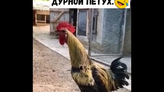 дурной петух очень смешно! дурной петух очень смешно!