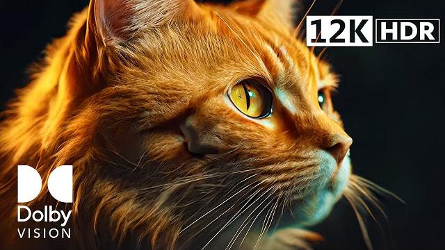 SHARPEST DETAIL | 12K HDR DOLBY VISION™ 120FPS SHARPEST DETAIL | 12K HDR DOLBY VISION™ 120FPS