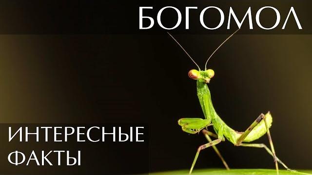 Богомол - интересные факты Богомол - интересные факты
