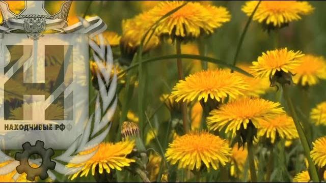 Пробуждение Весны, Красивое видео (футажи) Пробуждение Весны, Красивое видео (футажи)