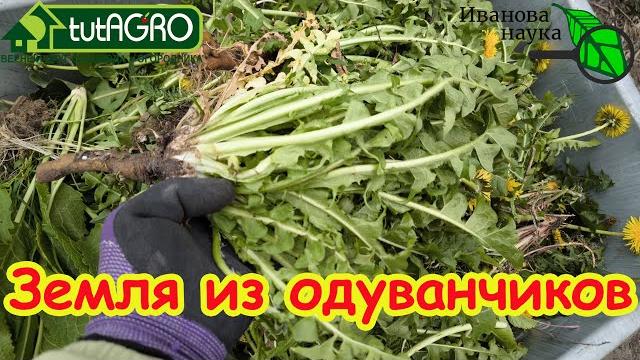 САМОЕ ВРЕМЯ: готовим землю из ОДУВАНЧИКОВ! Узнайте первыми этот уникальный рецепт домашнего средства САМОЕ ВРЕМЯ: готовим землю из ОДУВАНЧИКОВ! Узнайте первыми этот уникальный рецепт домашнего средства