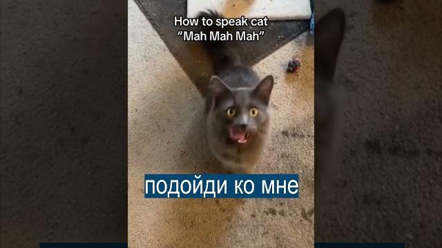 Тиктокер выучил КОШАЧИЙ ЯЗЫК Тиктокер выучил КОШАЧИЙ ЯЗЫК