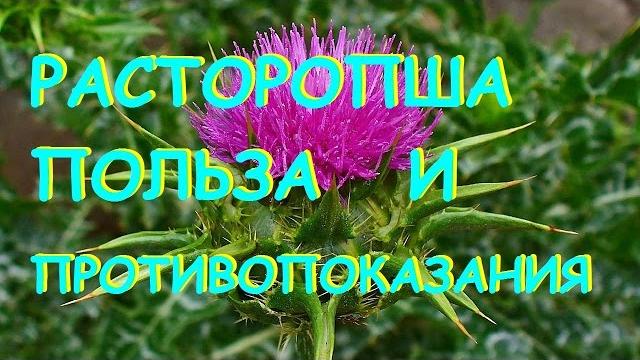 Расторопша. Полезные свойства и противопоказания. Расторопша. Полезные свойства и противопоказания.