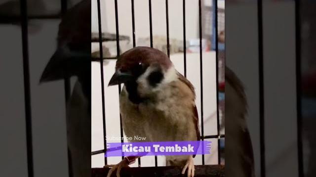 Pasti Nyaut!! Burung Gereja Tarung Nyerecet Mencari Lawan Di Alam Liar | Kicau Tembak Pasti Nyaut!! Burung Gereja Tarung Nyerecet Mencari Lawan Di Alam Liar | Kicau Tembak