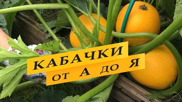 Как вырастить кабачки. Выращивание от А до Я. Как вырастить кабачки. Выращивание от А до Я.