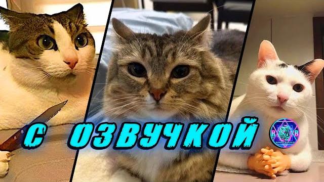 Приколы с котами! С ОЗВУЧКОЙ! Самые смешные животные! Смешные коты! ПОПРОБУЙ НЕ ЗАСМЕЯТЬСЯ! Приколы с котами! С ОЗВУЧКОЙ! Самые смешные животные! Смешные коты! ПОПРОБУЙ НЕ ЗАСМЕЯТЬСЯ!