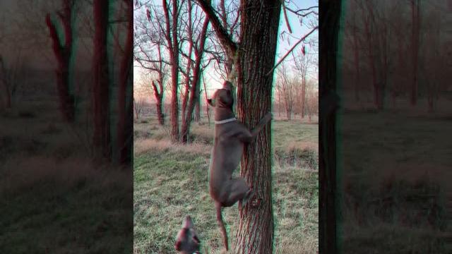 #питбуль #Не удобный канатик ) #апбт # #apbt# #pitbull# #крым #shorts# #рекомендации #топ #видео# #питбуль #Не удобный канатик ) #апбт # #apbt# #pitbull# #крым #shorts# #рекомендации #топ #видео#