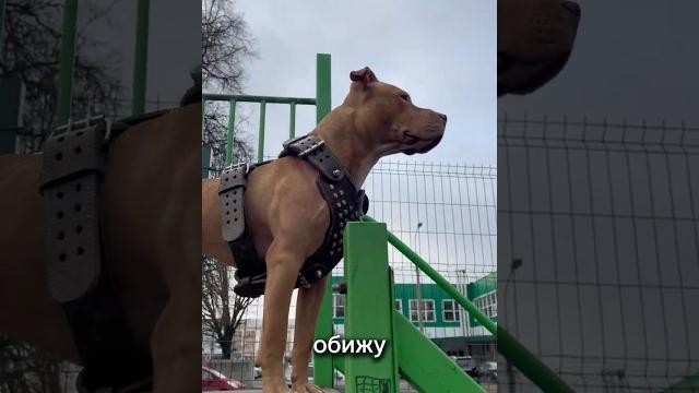 Надел намордник - спас жизнь ️ Надел намордник - спас жизнь ️