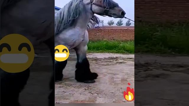 Большой Лошадь Большой Лошадь