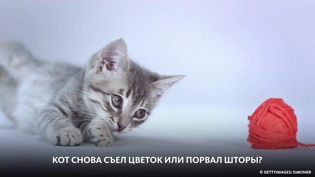 ВСЕМИРНЫЙ ДЕНЬ КОШЕК ВСЕМИРНЫЙ ДЕНЬ КОШЕК