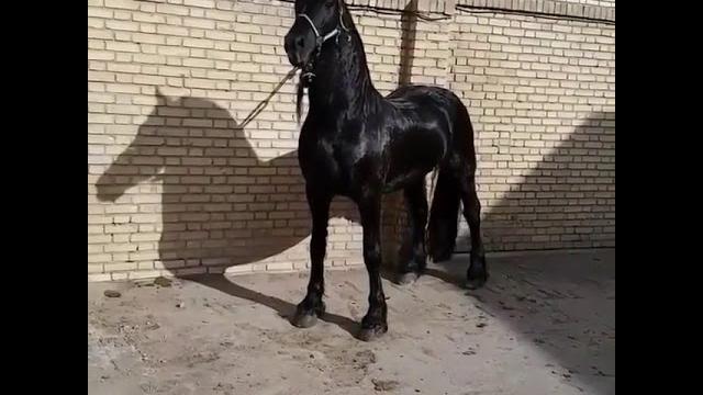 Красивый лошадь в мире Красивый лошадь в мире