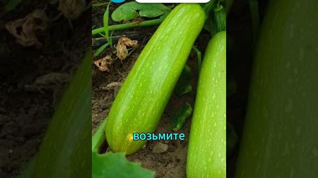 Как посадить кабачки с гарантией всходов #огород #кабачки #посадка #урожай #садоводство #дача Как посадить кабачки с гарантией всходов #огород #кабачки #посадка #урожай #садоводство #дача