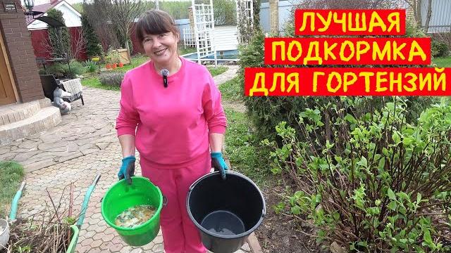 Лучшая домашняя подкормка для гортензий! Лучшая домашняя подкормка для гортензий!