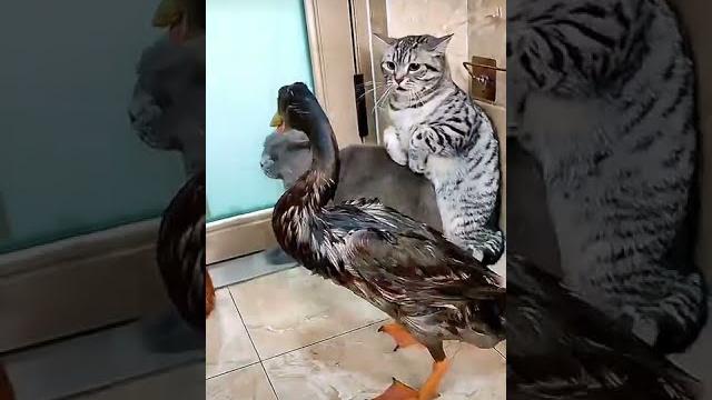 Короткие приколы Тик ток утка строит котов Короткие приколы Тик ток утка строит котов