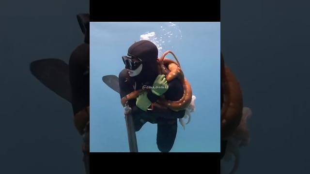 octopus attack video #wildlife octopus attack video #wildlife
