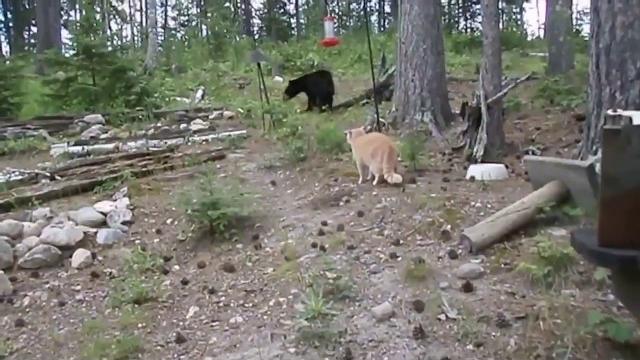 Кошка гоняет медведя Кошка гоняет медведя