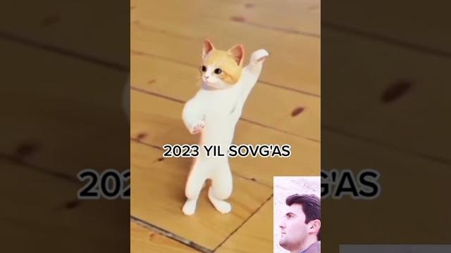 кошка танцует кошка танцует