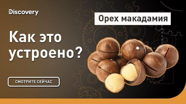 Орех макадамия | Как это устроено? | Discovery Орех макадамия | Как это устроено? | Discovery
