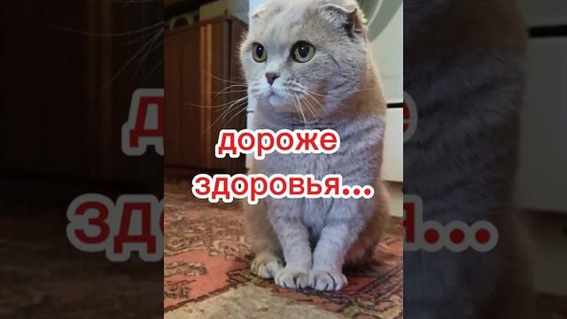 дороже здоровья... #юмор #озвучка #прикол #cat дороже здоровья... #юмор #озвучка #прикол #cat