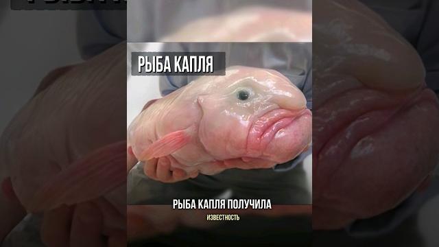 Рыба-капля обитатель морских глубин Рыба-капля обитатель морских глубин
