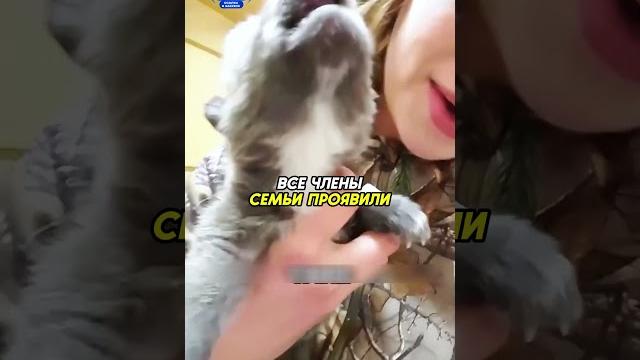 Люди спасли волчонка️ #животные #animals Люди спасли волчонка️ #животные #animals