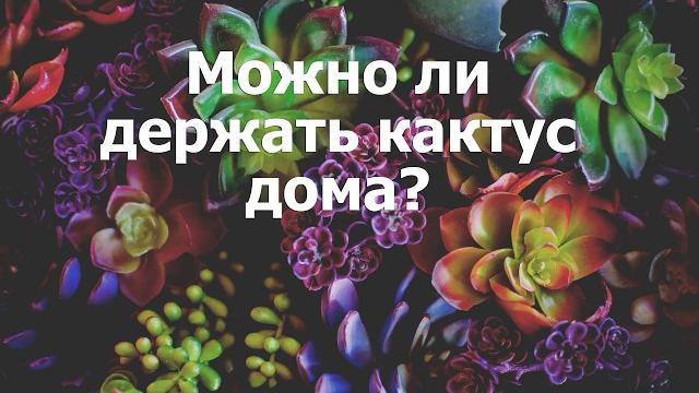 Можно ли держать кактус дома? Можно ли держать кактус дома?