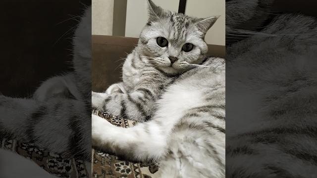 Обезьяна , ты замужем? #анекдоты #анекдот #cat #видосыоткота #юмор #веселыекоты#кот #прикольныекоты Обезьяна , ты замужем? #анекдоты #анекдот #cat #видосыоткота #юмор #веселыекоты#кот #прикольныекоты